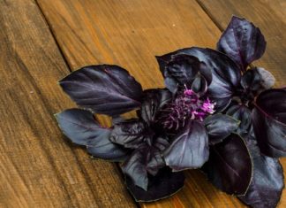 5 ბუნებრივი ანტიბიოტიკი, რომლებიც მუდამ უნდა გქონდეთ სახლში