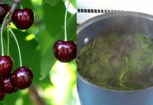 ალუბლის ნაყოფი და ფოთლები კურნავს უამრავ დაავადებებს, მათ შორის ღვიძლის დაავადებას