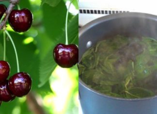 ალუბლის ნაყოფი და ფოთლები კურნავს უამრავ დაავადებებს, მათ შორის ღვიძლის დაავადებას