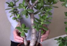 ნუ გადაყრით ფულს მედიკამენტებში! ნამდვილი მკურნალი სახლში გაქვთ!