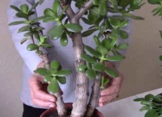 ნუ გადაყრით ფულს მედიკამენტებში! ნამდვილი მკურნალი სახლში გაქვთ!