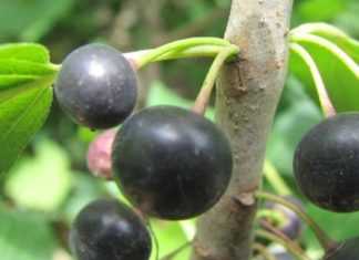 ხეჭრელის ნაყენს ჩემი მშობლები იყნებენ და ძალიან მადლიერი არიან