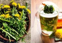 ბაბუაწვერას ფესვები 12 დაავადების წინააღმდეგ. მოამზადეთ საოცარი ნაყენი მარტივად