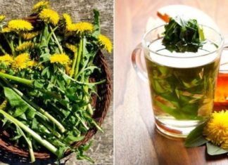 ბაბუაწვერას ფესვები 12 დაავადების წინააღმდეგ. მოამზადეთ საოცარი ნაყენი მარტივად