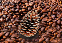 ფიჭვის სამკურნალო თვისებები, რომლებზეც აქამდე არ გსმენიათ