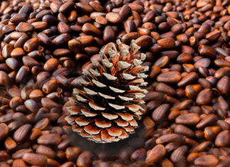 ფიჭვის სამკურნალო თვისებები, რომლებზეც აქამდე არ გსმენიათ