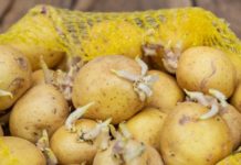 ნახეთ რა საოცრების მოხდენა შეუძლია კარტოფილის ყლორტებს