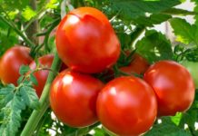 სარგებელი, რომლესაც პამიდორისგან ვიღებთ. საინტერესო ინფორმაციაა