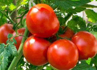 სარგებელი, რომლესაც პამიდორისგან ვიღებთ. საინტერესო ინფორმაციაა