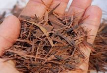 ფიჭვის ქერქი – ყველაზე ძლიერი ანტიოქსიდანტი. ის, რის შესახებაც უმრავლესობამ არ იცის