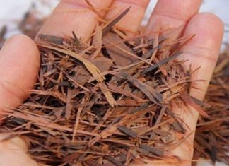 ფიჭვის ქერქი – ყველაზე ძლიერი ანტიოქსიდანტი. ის, რის შესახებაც უმრავლესობამ არ იცის