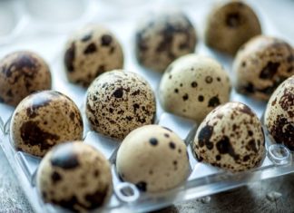 რაში მდგომარეობს მწყერის კვერცხის საიდუმლო?