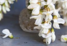 თეთრი აკაციის სამკურნალო თვისებები, რომლებიც განსაკუთრებით ქალებს გამოადგებათ. წაიკითხეთ!