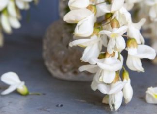 თეთრი აკაციის სამკურნალო თვისებები, რომლებიც განსაკუთრებით ქალებს გამოადგებათ. წაიკითხეთ!