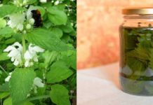 ჭინჭრის დედა – მცენარე, რომელიც ეფექტური სამკურნალო თვისებებით გამოირჩევა