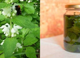 ჭინჭრის დედა – მცენარე, რომელიც ეფექტური სამკურნალო თვისებებით გამოირჩევა