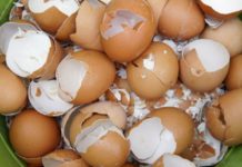 რატომ უნდა შეინახოთ კვერცხის ნაჭუჭი? საინტერესოა