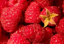 ჟოლოს სამკურნალო თვისებები. გამოიყენეთ სანამ დროა