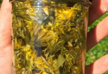 მოამზადეთ ეს ზეთი, რომელიც კურნავს სახსრების ტკივილს, პოდაგრას, თავის ტკივილს და სხვა პრობლემებს.