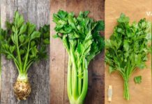 მიიღეთ ეს მწვანილი ყოველდღე და თქვენი ჯანმრთელობა საგრძნობლად გაუმჯობესდება!