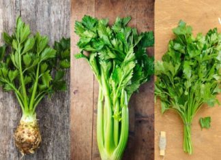 მიიღეთ ეს მწვანილი ყოველდღე და თქვენი ჯანმრთელობა საგრძნობლად გაუმჯობესდება!