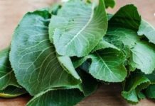 ამ სტატიაში გიამბობთ მცენარის შესახებ, რომელიც სამასზე მეტ დაავადებას კურნავს და მას პირშუშხა ეწოდება.