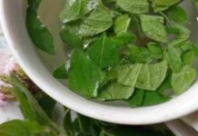 დიაბეტის, კუჭ -ნაწლავის დარღვევების და საშარდე გზების ინფექციების სამკურნალოდ გამოიყენეთ ორეგანოს ჩაი!