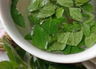 დიაბეტის, კუჭ -ნაწლავის დარღვევების და საშარდე გზების ინფექციების სამკურნალოდ გამოიყენეთ ორეგანოს ჩაი!