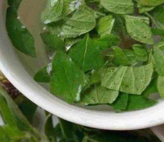 დიაბეტის, კუჭ -ნაწლავის დარღვევების და საშარდე გზების ინფექციების სამკურნალოდ გამოიყენეთ ორეგანოს ჩაი!