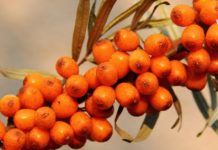 ქაცვის საცორად სასარგებლო თვისებები თქვენი ჯანმრთელობისა და სილამაზისთვის. გთავაზობთ რეცეპტებს