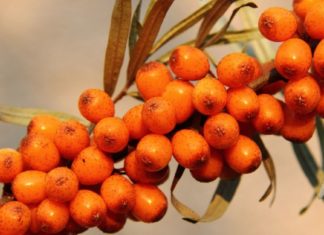 ქაცვის საცორად სასარგებლო თვისებები თქვენი ჯანმრთელობისა და სილამაზისთვის. გთავაზობთ რეცეპტებს