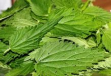 დღეგრძელობის ელექსირი – რაში მდფომარეობს მისი საიდუმლო?