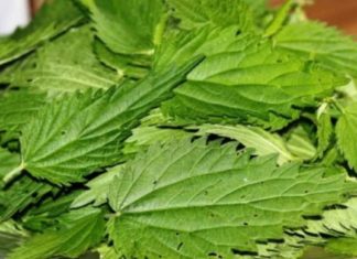 დღეგრძელობის ელექსირი – რაში მდფომარეობს მისი საიდუმლო?