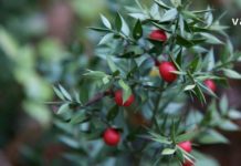 თაგვისარას სამკურნალო თვისებებზე ყველამ უნდა იცოდეთ. მარტივი მოსაპოვებელი საუცხოო თვისებებით