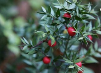 თაგვისარას სამკურნალო თვისებებზე ყველამ უნდა იცოდეთ. მარტივი მოსაპოვებელი საუცხოო თვისებებით