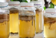 კამბუჩას (ჩაის სოკოს) მაგია – როგორ შეიძლება კამბუჩა დაეხმაროს ადამიანის ჯანმრთელობას?