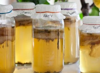 კამბუჩას (ჩაის სოკოს) მაგია – როგორ შეიძლება კამბუჩა დაეხმაროს ადამიანის ჯანმრთელობას?