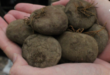 შოკისმომგვრელი ინფორმაცია ყოჩივარდას ბოლქვის შესახებ – ეს რომ აქამდე გვცოდნოდა წამლები აღარ დაგვჭირდებოდა