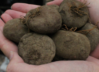 შოკისმომგვრელი ინფორმაცია ყოჩივარდას ბოლქვის შესახებ – ეს რომ აქამდე გვცოდნოდა წამლები აღარ დაგვჭირდებოდა