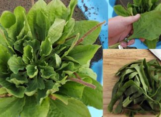 კუჭისა და თორმეტგოჯა ნაწლავის წყლულის მკურნალობა საუკეთესო ხალხური მეთოდებით