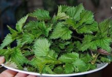 ჩემს დედამთილს დიაბეტის დიაგნოზი დაუსვეს, მან გადაწყვიტა ხალხურ მედიცინაში მოეძებნა ეფექტური წამალი და მიაგნო კიდეც