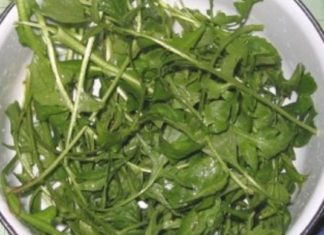 წიწმატურას სამკურნალო თვისებები აღმოჩენილია. ეს კურნავს კუჭის წყლულს, შარდის ბუშტის ანთებას, თირკმელების კენჭოვან დაავადებას, ყურებში შუილს და სხვ.