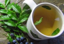 მოცვის ფოთლები დიაბეტის განკურნებაში დაგეხმარებათ. დაამარცხეთ ეს ვერაგი დაავადება!