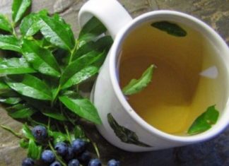 მოცვის ფოთლები დიაბეტის განკურნებაში დაგეხმარებათ. დაამარცხეთ ეს ვერაგი დაავადება!