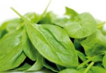 ჩემი მეუღლე 20 წლის განმავლობაში აქტიური მწეველი იყო. ამან ჯანმრთელობა არამარტო მას დაუზიანა, არამედ გარშემომყოფებსაც. ამ საოცარი მცენარეებით მან შეძლო თამბაქოს მიტოვება.