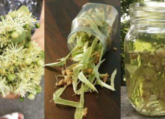 ცაცხვის ყვავილის გასაოცარი სამკურნალო თვისებები. ის ყველას უნდა ჰქონდეს სახლში!