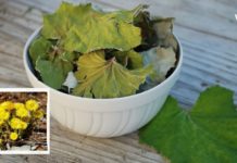 დეიდაჩემს დიდი ხნის განმავლობაში თირკმელები აწუხებდა, უსივდებოდა ფეხები და სამსახურშიც ვერ დადიოდა, სანამ ეს საოცარი მეთოდები არ აღმოაჩინა