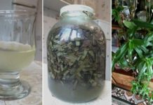 ნაწლავის პოლიპების მოსაცილებლად ოქროს ულვაში საუკეთესო საშუალებაა