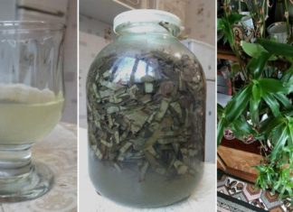 ნაწლავის პოლიპების მოსაცილებლად ოქროს ულვაში საუკეთესო საშუალებაა