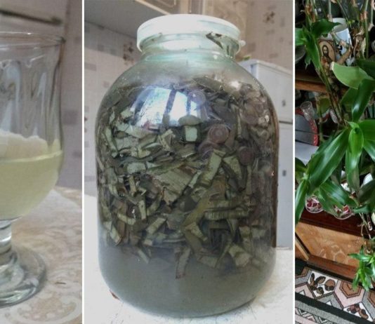 ნაწლავის პოლიპების მოსაცილებლად ოქროს ულვაში საუკეთესო საშუალებაა